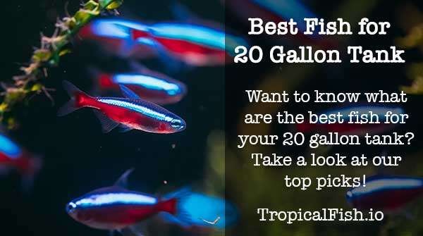 Best Fish for a 20 Gallon Tank