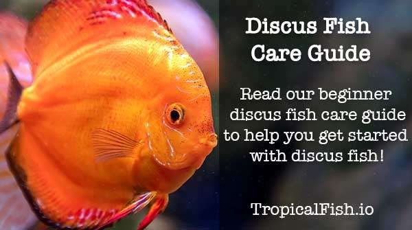 Discus Fish Care Beginners Guide