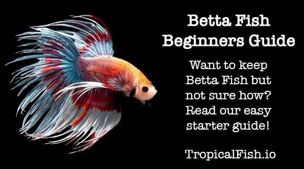 Betta Fish Keeping Beginners Guide