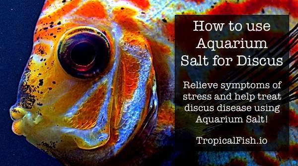 using aquarium salt with discus