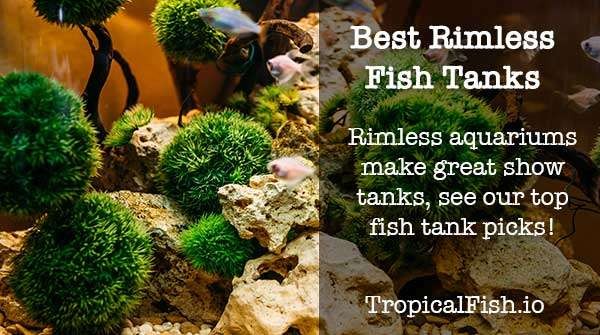 Best Rimless Aquarium Fish and Reef Tanks