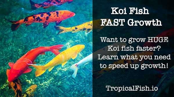 make your koi fish grow fast