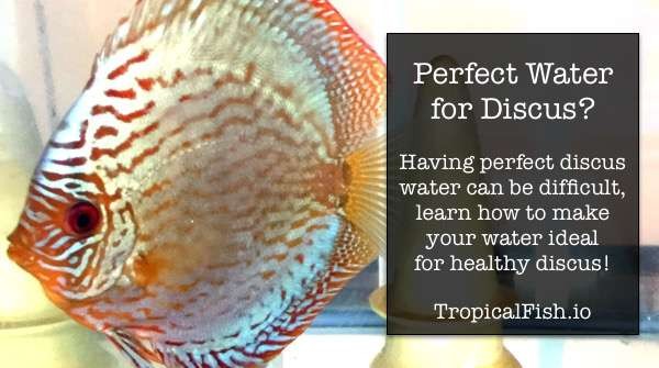 Best Water Parameters for Discus Fish