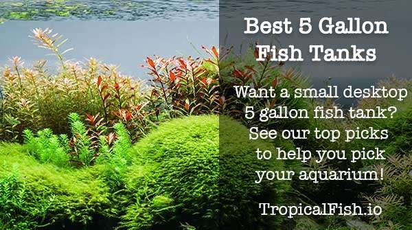 Best 5 Gallon Fish Tanks and Aquarium Kits
