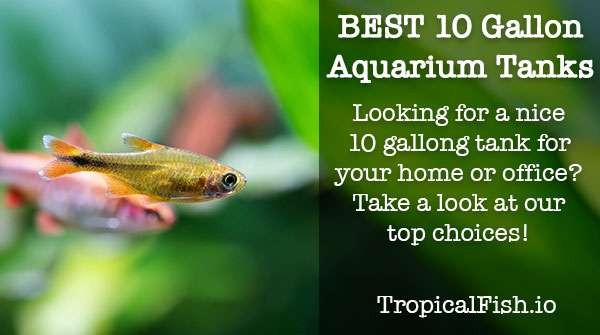 Best 10 Gallon Fish Tanks and Aquarium Kits