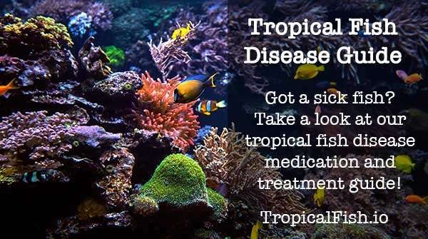 tropical fish disease medication treatment guide