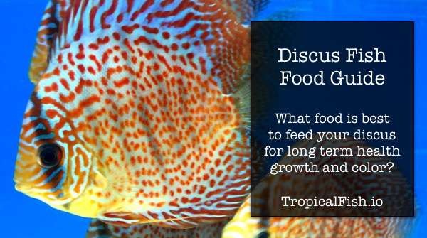 Best Discus Fish Food for Growth, Breeding and Health