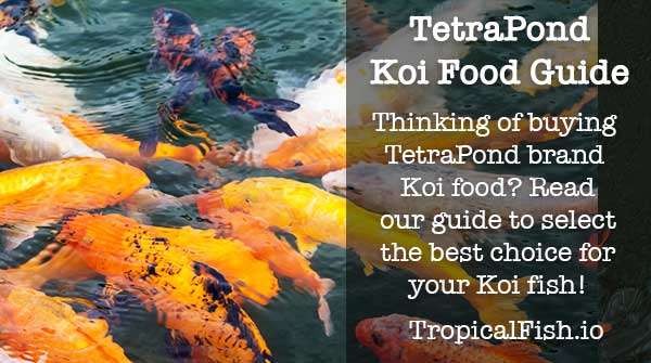 Definitive Guide to TetraPond Koi Food