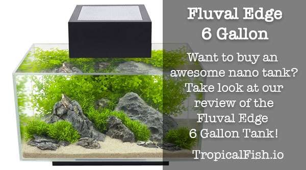 Review of the Fluval Edge 6 Gallon Aquarium