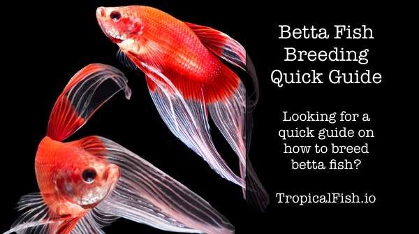 Betta Fish Breeding Quick Guide