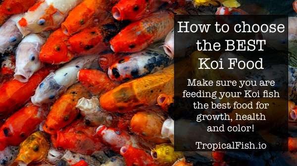 How to choose the best KOI food