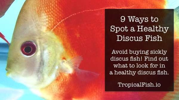 9 Ways to Spot Healthy Discus Fish