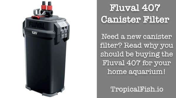 Why the Fluval 407 Canister Filter is perfect for your aquarium!