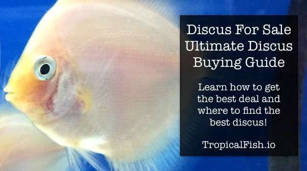 Discus Fish For Sale - Ultimate Discus Buying Guide