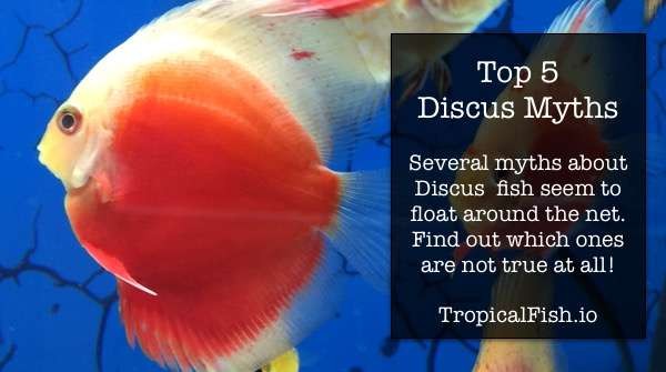 Top 5 Discus Fish Myths