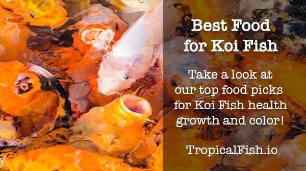 best koi fish food