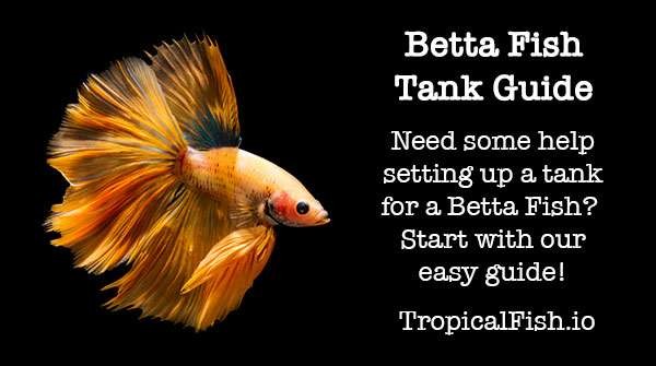 Betta Fish Tank Beginners Guide ( Read Before You Buy )