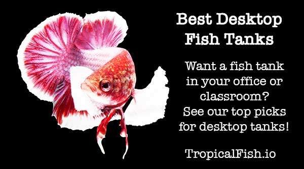Best Desktop Aquarium Fish Tanks ( updated 2019 )