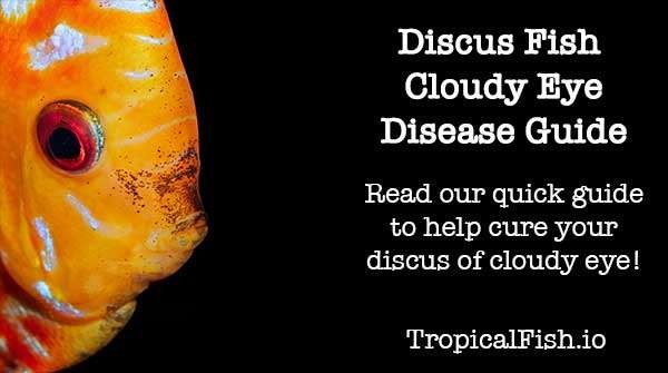 discus fish cloudy eye disease symptoms and cure guide