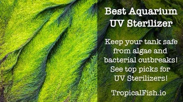 Best Aquarium UV Sterilizer