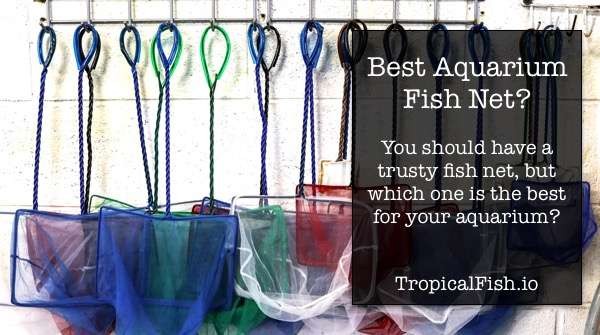 Aquarium Net Guide - What you need to know!