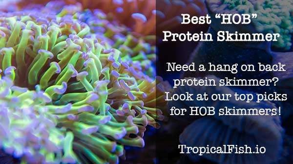 Best HOB Hang On Back Protein Skimmers