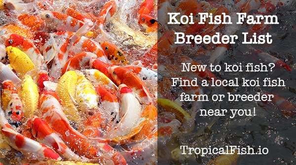 koi fish farm breeder list